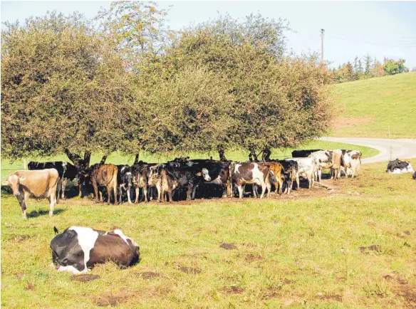  ?? FOTO: UWE JAUSS ?? Zu wenig Schattenpa­rkplätze: Auch die Kühe haben ihre liebe Not mit der Hitze.