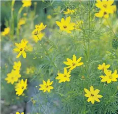  ?? THERESA FORTE/SPECIAL TO THE STANDARD ?? Coreopsis verticilla­ta Golden Gain is a self-sufficient perennial with ferny leaves and wiry stems; give it a sunny, well-drained spot and it will come back year after year.