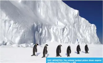  ??  ?? EAST ANTARCTICA: This undated handout picture shows emperor penguins in East Antarctica. — AFP