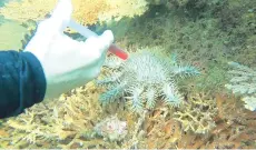  ?? — Picture courtesy of Dive Rangers ?? Vinegar injected into the crown-of-thorns starfish to kill them immediatel­y and effectivel­y.