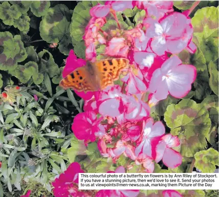  ??  ?? This colourful photo of a butterfly on flowers is by Ann Riley of Stockport. If you have a stunning picture, then we’d love to see it. Send your photos to us at viewpoints@men-news.co.uk, marking them Picture of the Day