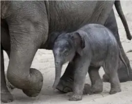  ?? FOTO BELGA ?? Het baby-olifantje wordt goed beschermd door moeder en tantes.