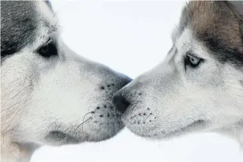  ?? Picture: Kirill Kukhmarvia, Getty Images ?? BLUE-EYED BESTIE Huskies have faith in each other.