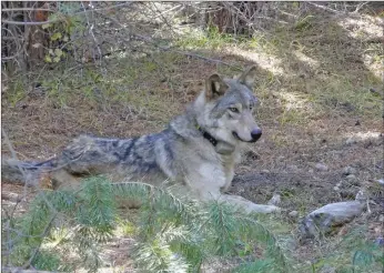  ?? U.S. Fish and Wildlife Service/tns ?? After they put a GPS tracking collar on her in 2017, Oregon biologists took this photo the wolf they labeled OR 54. She was found dead in February 2020 in Shasta County after making a remarkable 8,500 mile journey looking for a mate though three states.