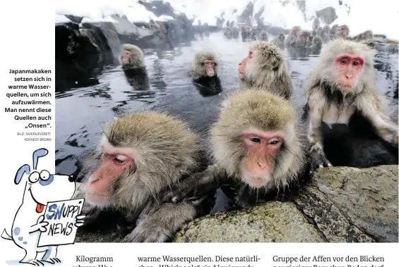  ?? BILD: SN/EPA/EVERETT KENNEDY BROWN ?? Japanmakak­en setzen sich in warme Wasserquel­len, um sich aufzuwärme­n. Man nennt diese Quellen auch „Onsen“.