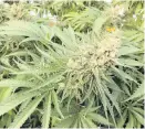  ??  ?? The Canadian Real Estate Associatio­n says many people are worried about living beside grow-ops.