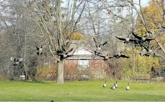  ?? ELIZABETH SARGEANT/ SPECIAL TO THE EXAMINER ?? Canada geese take flight on Nov. 8 in Peterborou­gh. A new series of articles in The Examiner will compare Peterborou­gh's climate change experience with that of Karlstad, Sweden.