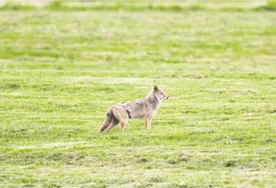  ?? NICK PROCAYLO ?? A coyote takes advantage of reduced air traffic by hunting at Vancouver Internatio­nal Airport. The pandemic has ushered in an unusual calm.