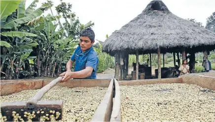  ??  ?? The good stuff: A worker dries coffee beans on a farm near Pueblo Bello, Colombia