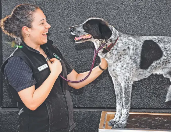  ??  ?? Dr Emma Colbran and Billy the seven-year-old cattle dog cross pose for a photo at Greencross Vets Kedron. Greencross has lifted first-half profit by 9 per cent.
