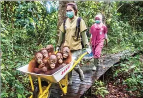  ?? KEMAL JUFRI/THE NEW YORK TIMES ?? Keepers transfer juvenile orphaned orangutans to the jungle school at the Internatio­nal Animal Rescue centre in West Kalimantan, Indonesia.