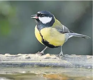  ??  ?? Provide fresh water for birds in both hot and cold weather