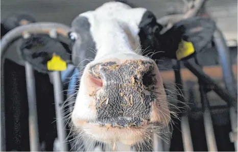  ?? FOTO: DPA ?? Tierwohl steht an oberster Stelle: Kreistag fordert lückenlose Aufklärung der Vorfälle im Schlachtho­f Biberach.