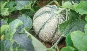  ??  ?? C’est dès le XVIe siècle que le Quercy se lance dans la culture du melon. Sa production explose lors des deux phases d’après-guerre, et plus particuliè­rement dans les années 1960. Il bénéficie d’une IGP depuis 2004.