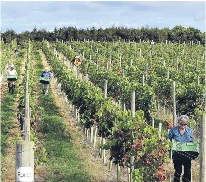  ?? Picture: PA. ?? Pickers gather grapes at Ryedale Vineyard in Westow near York.