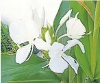  ??  ?? AIR FRESHENER: Butterfly bush and butterfly lily fill the air with their gentle fragrance.