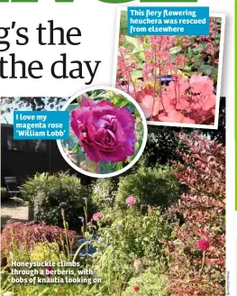  ??  ?? I love my magenta rose ‘William Lobb’ Honeysuckl­e climbs through a berberis, with bobs of knautia looking on This fiery flowering heuchera was rescued from elsewhere