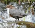  ?? Foto: Dieter Hopf, lbv ?? Die Wasseramse­l ist der einzige Singvo‰ gel, der schwimmen und sogar tauchen kann.