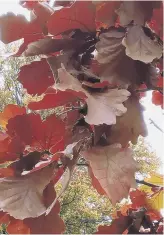  ?? ?? HEART OF OAK: Quercus robur isn’t a garden tree – it’s a slow-growing potential giant.