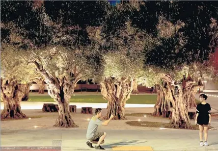  ?? Photograph­s by Mark Boster
Los Angeles Times ?? THE INTRICATEL­Y GNARLED trunks of 100-year-old olive trees are a counterpoi­nt to the modern façade of the Broad museum.