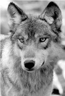  ?? DAWN VILLELLA/AP ?? A gray wolf at the Wildlife Science Center in Forest Lake, Minnesota, in 2004. Wisconsin wildlife officials opened an abbreviate­d wolf hunting season Feb. 22.