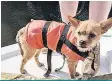  ??  ?? MUTT HAVEDoggy lifejacket