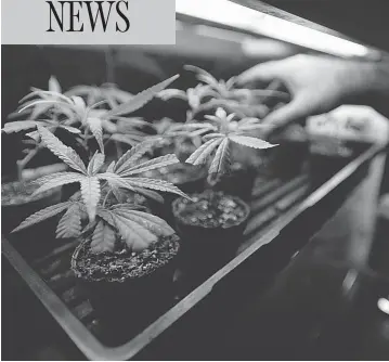  ?? TYLER ANDERSON/NATIONAL POST/FILES ?? Marijuana plants sit under a light waiting to be sold at CALM, one of Toronto’s first medical cannabis dispensari­es. Ontario’s plan for recreation­al marijuana sales rejects private dispensari­es in favour of government-run stores.