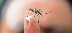  ??  ?? La Secretaría de Salud informó que las muertes sospechosa­s de dengue suman 174, de las cuales 82 se han confirmado como positivas mediante pruebas de laboratori­o