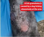  ?? ?? A lick granuloma is caused by a dog licking obsessivel­y at the area