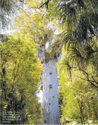  ??  ?? Tane Mahuta ist der größte Kauri-Baum Neuseeland­s, er steht im Waipoua Forest bei Hokianga.