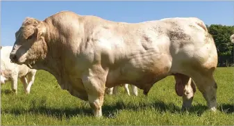  ?? ?? NEWLOGIE NOBEL was purchased for €17,500 and has been one of the most influentia­l bulls within the herd