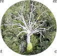  ??  ?? There is no cure for kauri dieback disease.