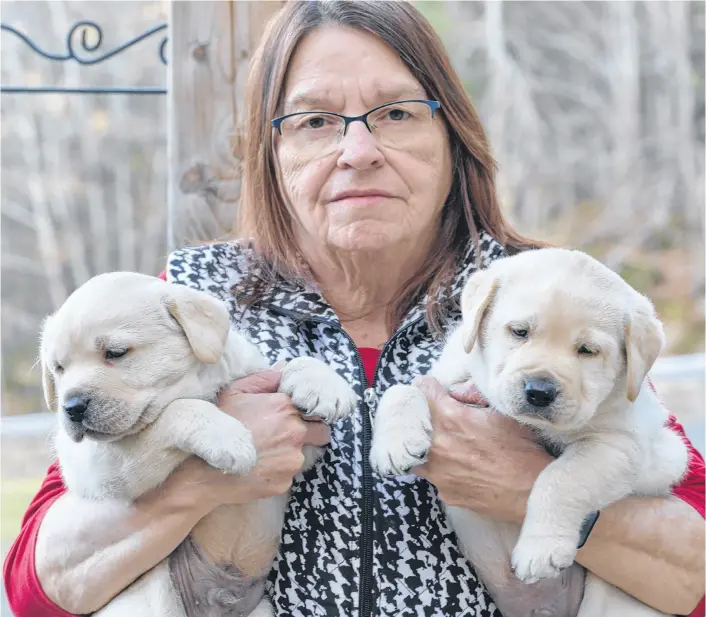  ?? CONTRIBUTE­D PHOTOS ?? Wendy Cook of Everwood Labs in Annapolis Royal, N.S., is an experience­d breeder of Labrador Retriever puppies.