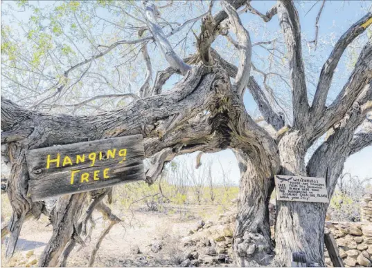  ?? Getty Images ?? The large ironwood known as the Hanging Tree, said to be 200 to 300 years old, stands near Henry Wickenburg’s restored cabin.