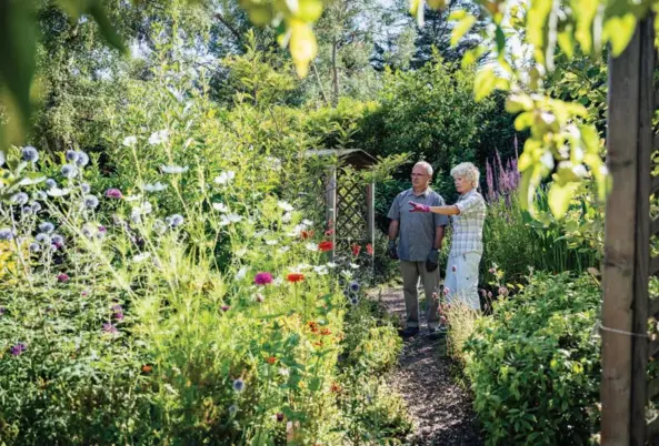  ?? ?? Informal paths suit low-growing plants along from top their edges; ground-level lighting works well along curved paths.