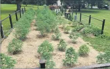  ?? BOB GROTZ - MEDIANEWS GROUP ?? Microgrown Hemp Farm in Thornbury Township produces CBD - an oil from the cannabis family beneficial in treating pain, inflammati­on and several maladies according to medical sources.