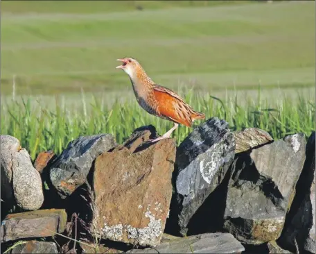  ?? Photograph: Tony Church ?? Most unusually the bird in the open on a wall.