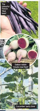  ??  ?? The colourful French ‘blue bean’
Daikon radish ‘misato rose flesh’
Cucumber ‘party time’