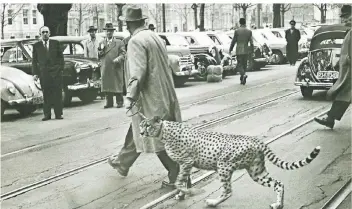 ??  ?? Ein Mann geht mit seinem Gepard 1958 über die Königsalle­e. Wer er ist, ist bis heute ungeklärt.