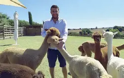  ?? ?? Michele Belli con gli alpaca nell’azienda agricola fondata dal padre