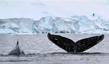  ?? — AFP photos by Juan Barreto ?? View of the tail of a Humpback whale at the Gerlache Strait, which separates the Palmer Archipelag­o from the Antarctic Peninsula, in Antarctica.