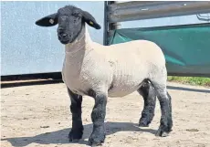  ??  ?? Show champions clockwise from top: Lovestruck Romeo, the coloured native, cob or traditiona­l non-native champion from Kelly Stirling, Larbert; Suffolk sheep – Jim Cannon, Newton Stewart; Hunter – Erin Grier, Ayr, with Fielding Fairytale