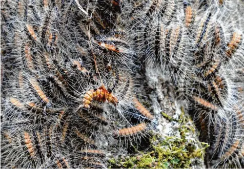  ?? Foto: Marcus Merk ?? Ungebetene­r Gast: Der Eichenproz­essionsspi­nner hat sich nun auch in und rund um Langweid ausgebreit­et.