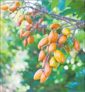  ??  ?? Karaka trees are currently fruiting, producing orange berries.