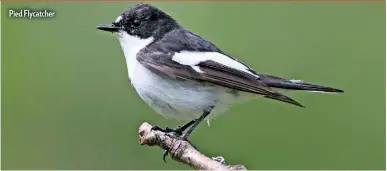  ?? ?? Pied Flycatcher
PRACTICAL INFO
POSTCODE: DL11 6RE
GRID REF: NZ 005 024
MAPS: OS Explorer 30, OS Landranger 91/92
PARKING:
Park sensibly in Langthwait­e
TERRAIN: Rough tracks and public paths. Walking boots best
ACCESS. All year round
FACILITIES:
Pubs at Langthwait­e or Reeve