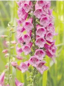  ?? OLIS CARFF/ GETTY IMAGES ?? Pretty pink foxglove flowers are just one of the many deadly plants found in Alnwick Castle’s Poison Garden. Foxglove can cause vomiting, hallucinat­ions and madness.