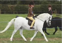  ??  ?? Glebedale Jumble (Harriet Oldershaw) is reserve HOYS mini champion