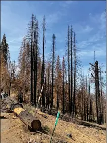  ?? CHARLES WHISNAND RECORDER PHOTO BY ?? A large portion of the Alder Creek Grove in the Sequoia Crest area was devastated by the 2020 Castle Fire.