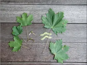  ?? LEE REICH VIA AP ?? This undated photo shows sugar maple leaves and seeds, left, and Norway maple leaves and seeds, right, in New Paltz, N.Y. Not all kinds of maples are equally desirable, so it pays to be able to differenti­ate them; one way is by the shapes of their seeds and leaves.