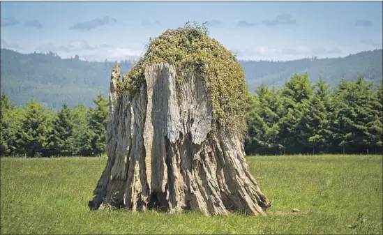  ?? Photograph­s by Allen J. Schaben Los Angeles Times ?? MASSIVE TREE stumps along the Smith River coastal plain are all that remain of ancient redwoods and old-growth forests that once reached the ocean.